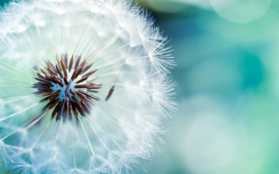 MASARA planning session & postgraduate symposium — January 2018